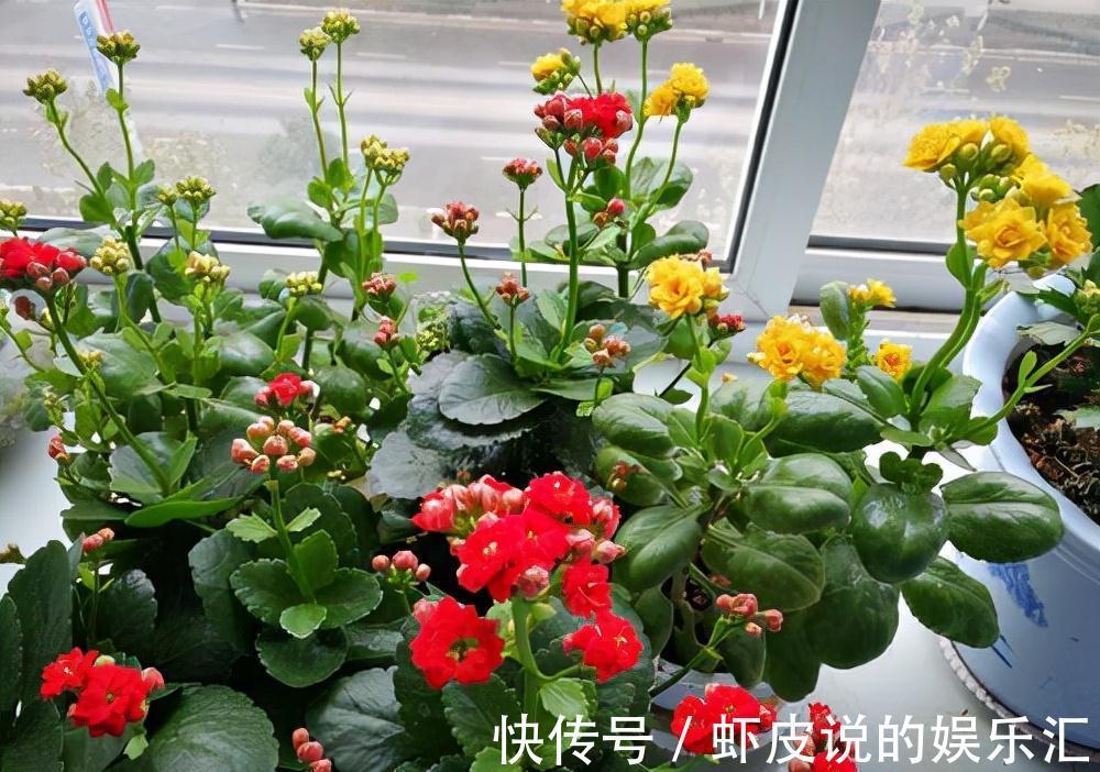 植物|7种“懒人花”，漂亮又好养，客厅养一盆，大气吉祥，养人又旺家