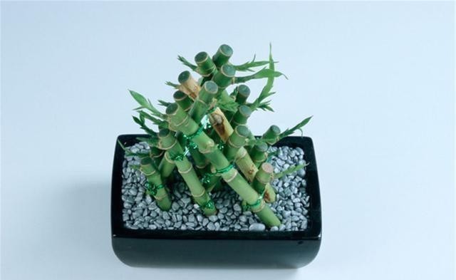 空气|难怪室内空气那么清新,原来养了这4种植物,每一次呼吸都是享受