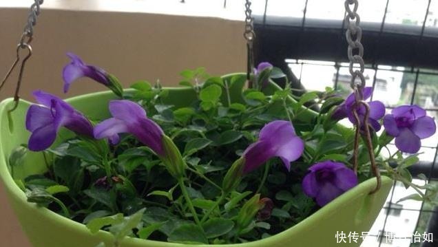 “3种花草”不仅好看,还特别耐热,夏天若不知道养啥,就养它们
