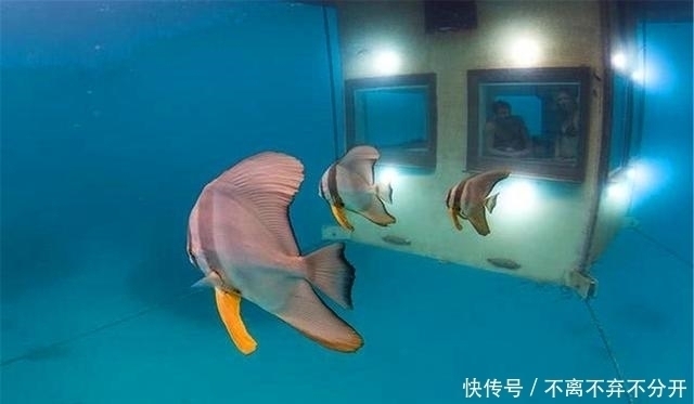 非洲最浪漫酒店，在水里看着鱼睡觉，一个晚上就得10000块