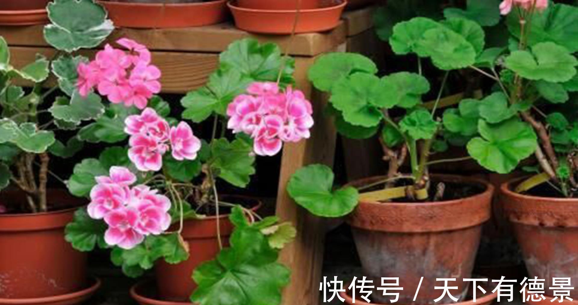 死亡|高温天买花的2个缓苗小技巧，能让花卉适应家庭环境，不容易死亡