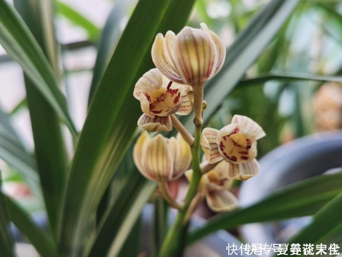 修剪|建兰要想开花，养护要记住“4个巧妙”，花朵开得才会多