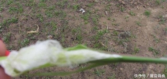 买不到|农村小孩小时候吃过的东西,花钱都买不到 , 你吃过吗?