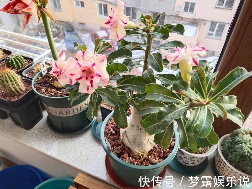 干旱|家里养6种花,把水浇得勤快了,容易烂根、黄叶,需要当心