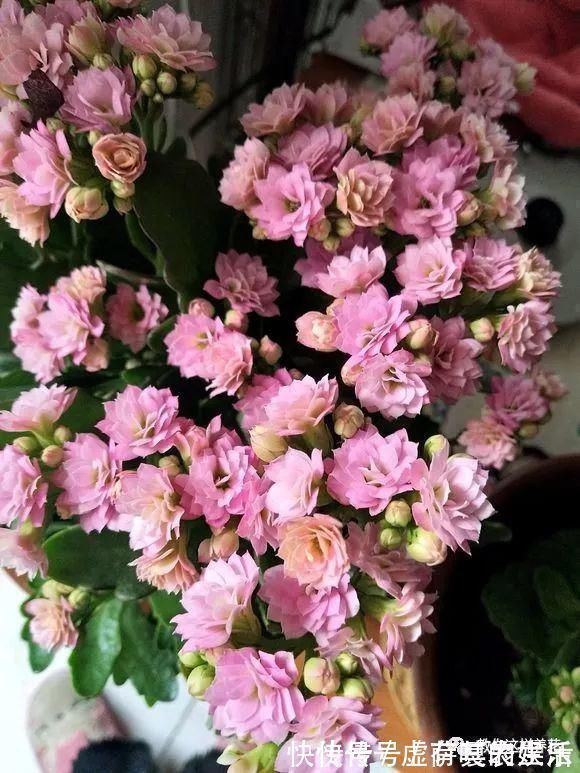 养花|老花匠:扔4种“东西”,就是扔钱,比花肥还好用,不花钱!