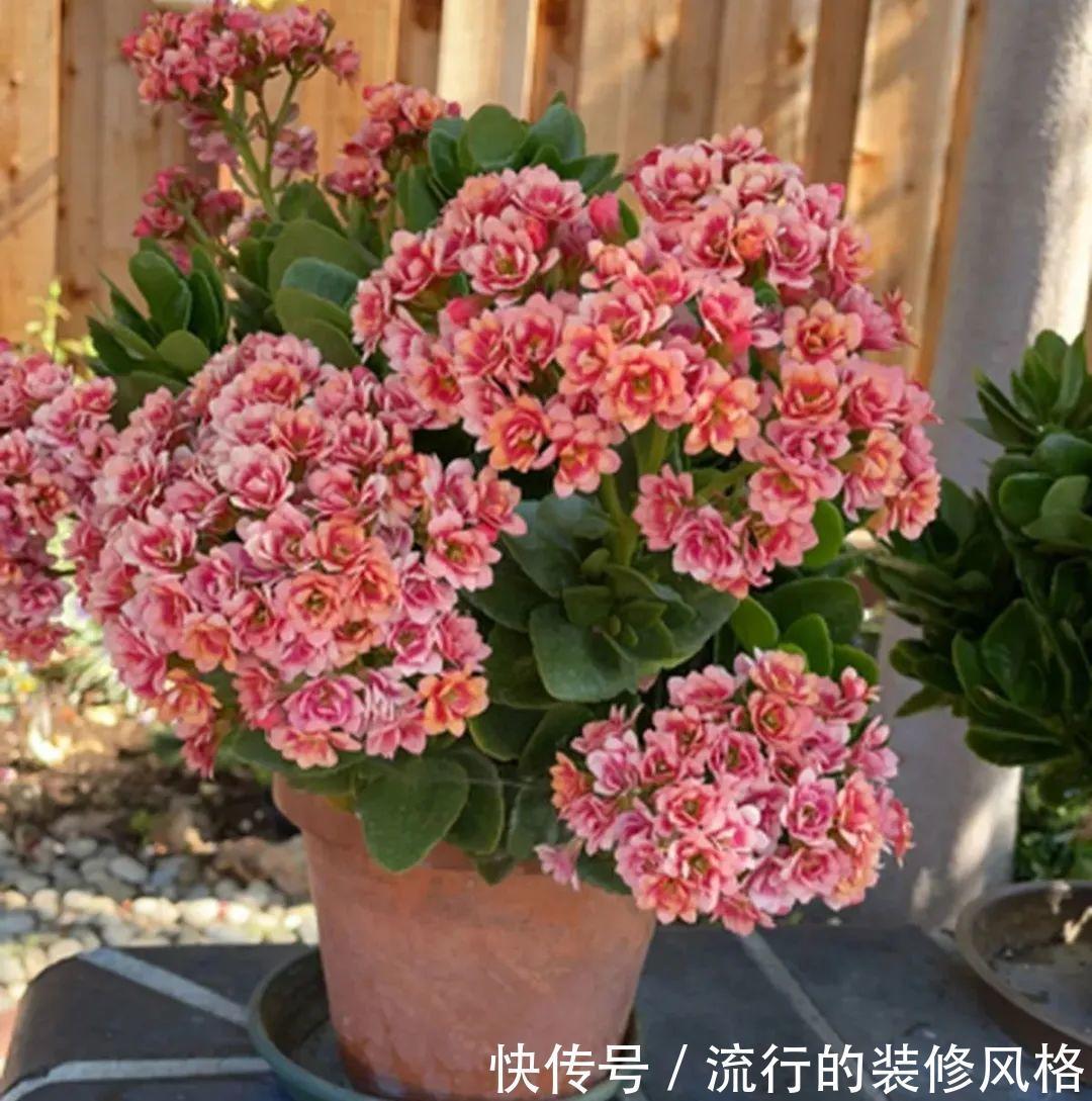 君子兰|8种花夏天不能买，买回来就死，白浪费钱