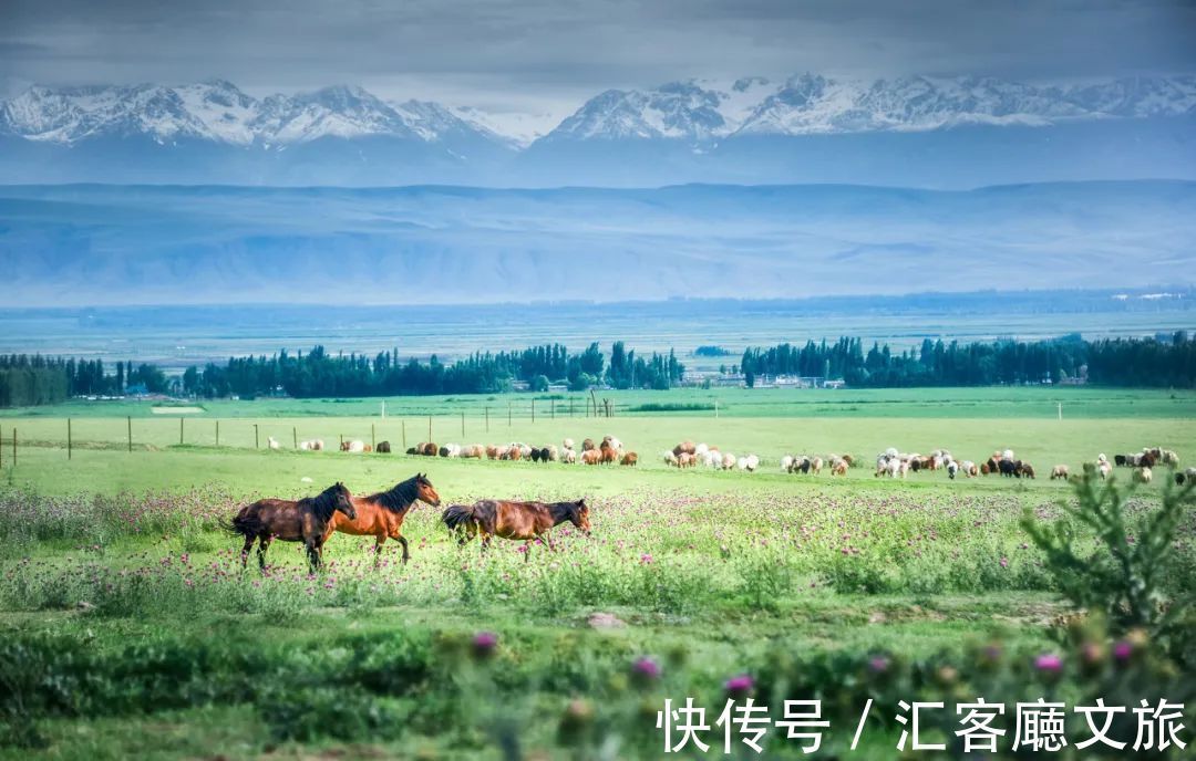 油菜花|静谧纯净、绚丽斑斓，25个七月不该错过的旅行地