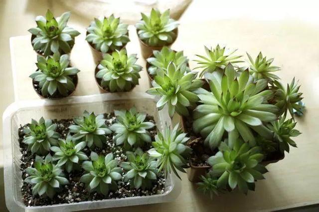 此几种多肉,“颜值高,人气高”,见土就生根,适合新手种植