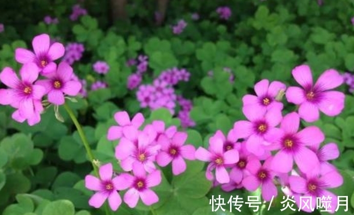 这5种花爱“生崽”,今年种一棵,来年变“一堆”,好养又省钱!
