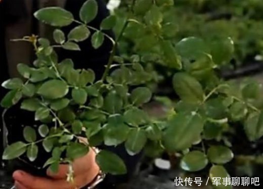 无霜冻地区|南方地区月季花小苗修剪复壮,你做对了吗