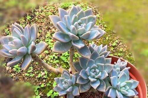 肉友们|3种“喜爱值”居高不下的多肉,色彩鲜艳美丽,高颜值,十分耀眼