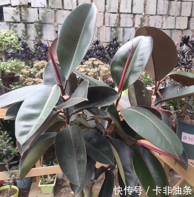 枝繁叶茂|别人养的橡皮树枝繁叶茂像大树，是因为你没掌握养护技巧