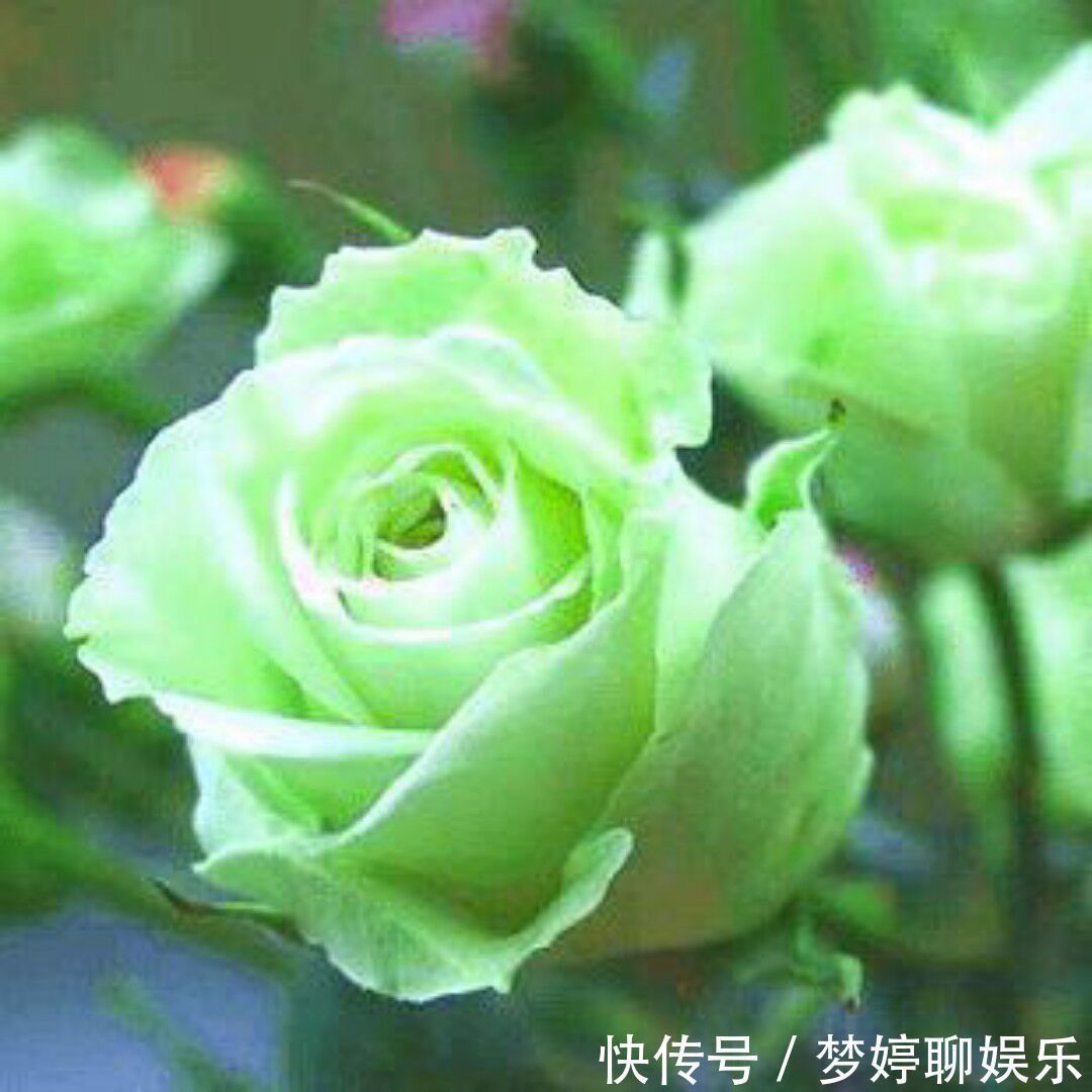 “绿玫瑰”象征永不老去的爱情，开花颜色特别，家庭必备情侣首选