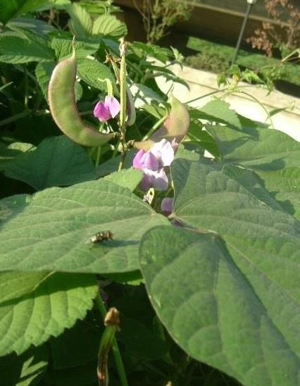 餐桌|含有毒素的五种蔬菜,是餐桌上的“常客”,食用禁忌须了解