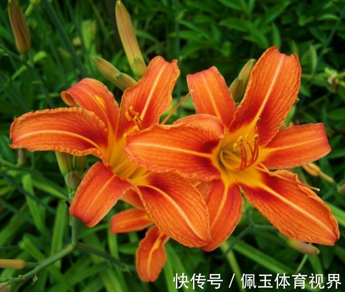 此花是中国的母亲花，是母爱的象征，也是忘记痛苦的回忆