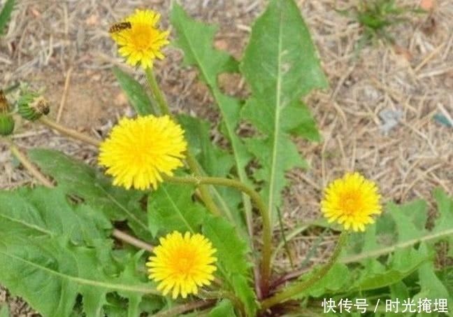 不起眼|蒲公英泡水喝只能降火?要是有这些病症也能用蒲公英来缓解