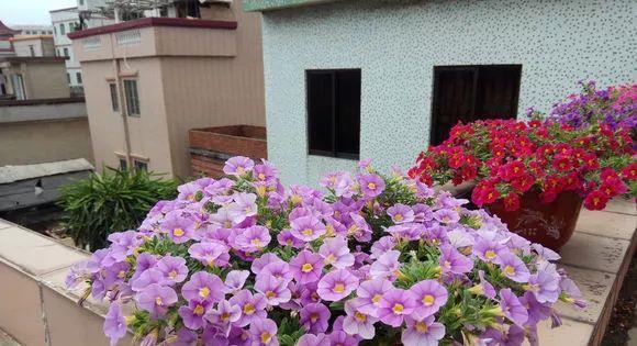 花开败后,手痒剃了个头,剃完就开花,一直剪一直开!