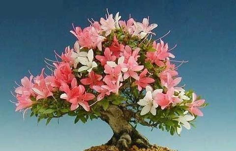 老花匠|这“4种”花卉养的好,老花匠都称赞,能养活1盆的人,绝对是高手