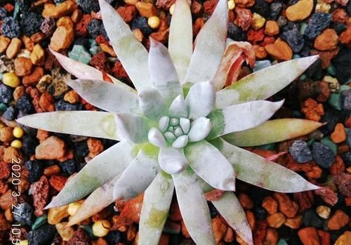 肉友们养了几款仙女杯系列呢？都晒出来吧？