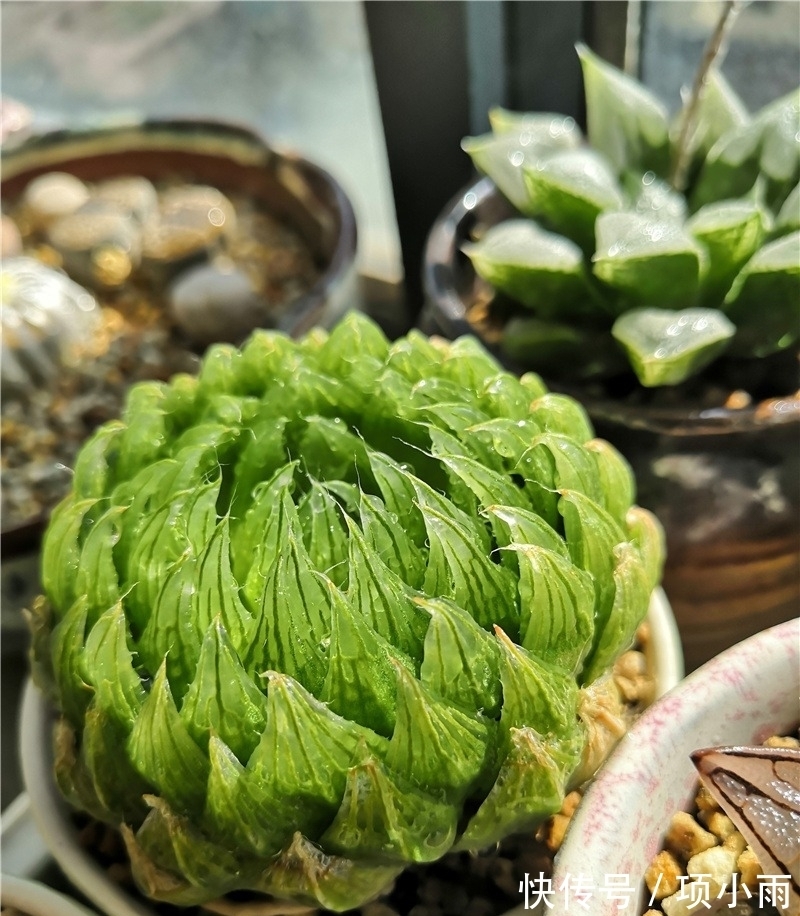 天下养肉人都一样贪