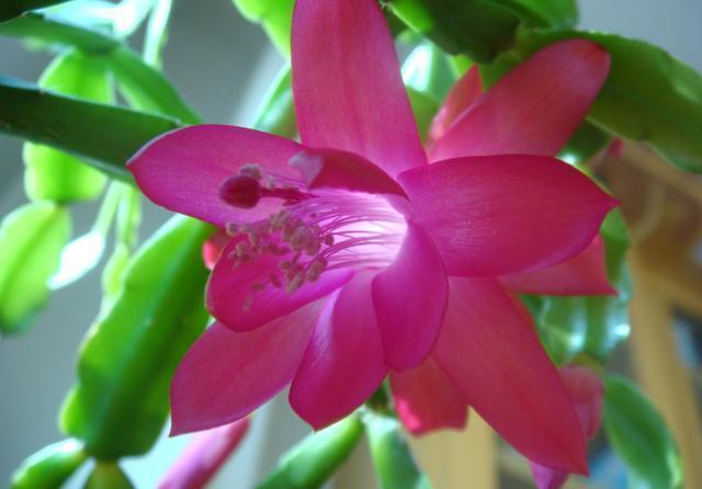 几款花卉好养易爆盆，价格便宜花期长，一开就停不下来