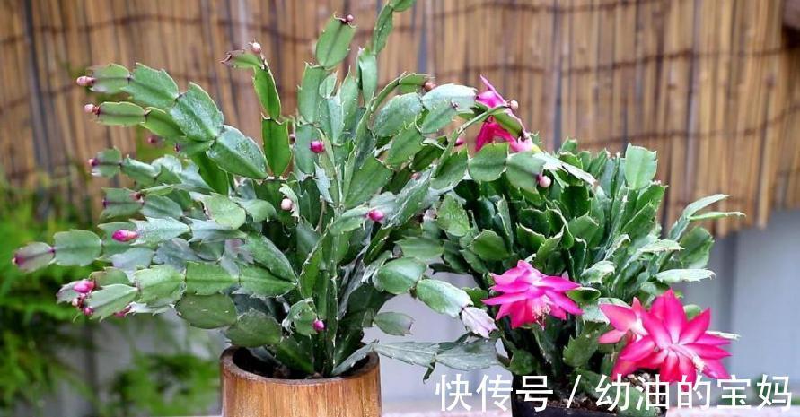 购买蟹爪兰,挑选有技巧,看这两点足以