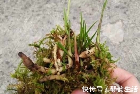 植料|兰花上盆时做好这2点,小芽蹭蹭的疯长,很快就能开花爆盆