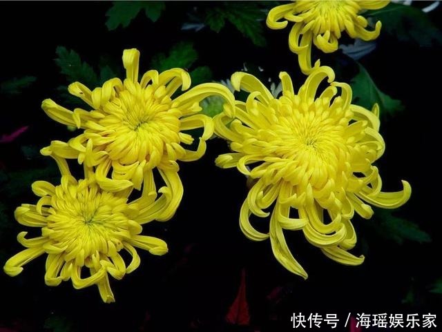 你喜欢什么花,就是什么性格的人,都进来看看吧!