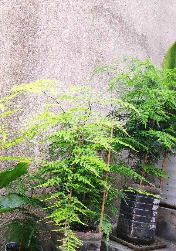 养盆最高雅的文竹,放在卧室里,每天喷点水,四季不黄叶