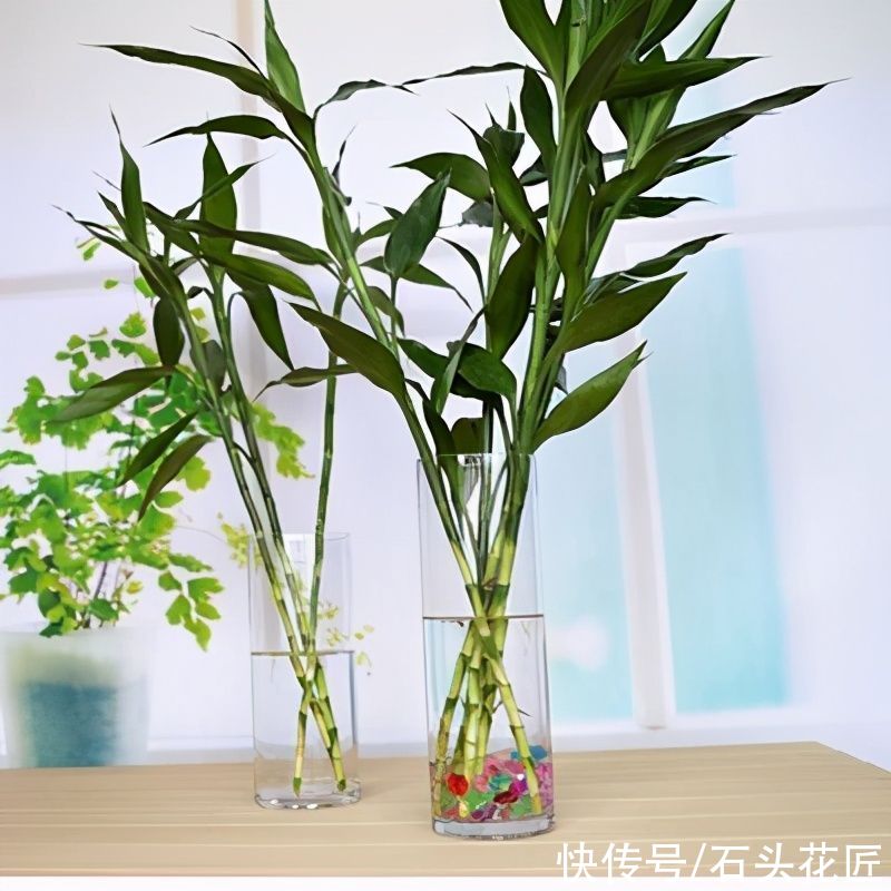 富贵竹一直黄叶，春天是它“翻身”的时机，学会3招就可以