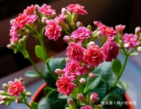 酸二氢钾|家养长寿花总是不开花学会这三个小技巧，轻松花开爆满盆