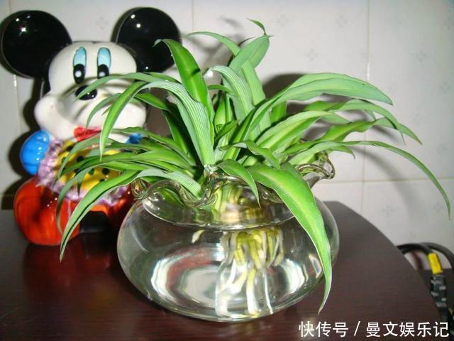 这4种花,不用土只用水,就能养成绿窗帘!