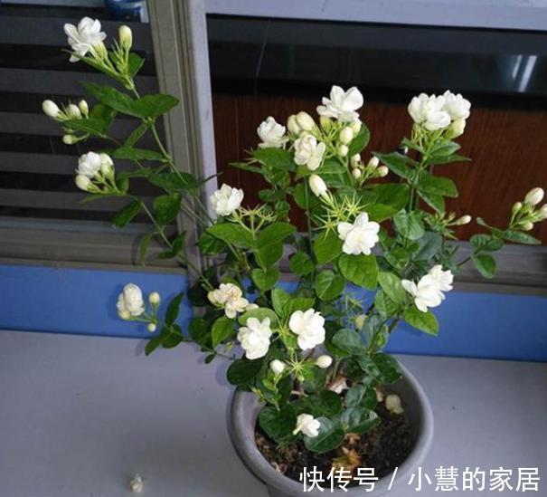 茉莉花|9月养茉莉花,花盆里掺一点“它”,枝繁叶茂,开花又大又香