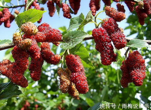 路边野果不要摘!这种长得像桑葚的果子有剧毒,已经有好几人中招