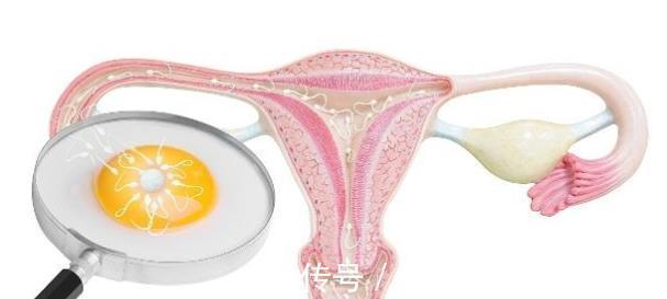 排卵期|月经走后啥时候会进入排卵期备孕时抓住这些信号，轻松接好孕
