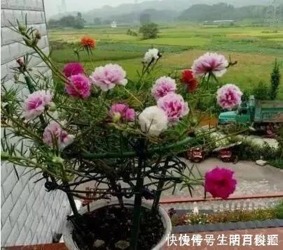养花|2种“便宜花”,用1招养成“老桩”,美死了,给“1万”都不卖