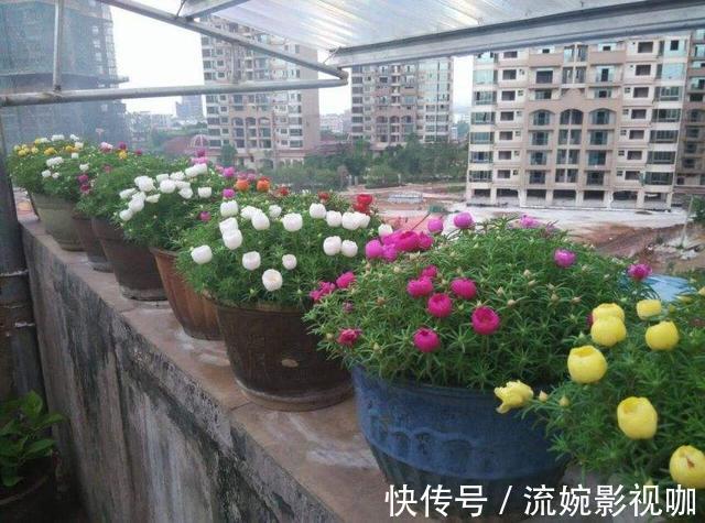 羊粪肥|养花旧土别扔,“3样”东西加一点,土质肥沃,养花特旺,开花多