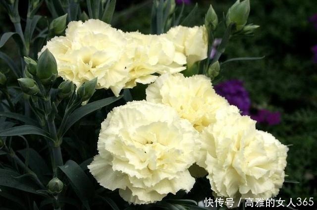 50种植物花语,不要再傻傻送错花了