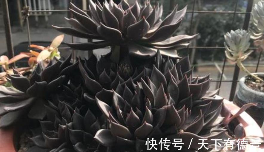 光照|秋天养一盆多肉黑王子,机制状态下霸气侧漏,谁见了都夸大气