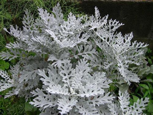 此花|此花是散落在草丛中银色的铠甲,在烈日照耀下闪闪发光,威严壮丽