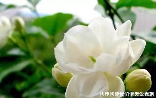 花友们|茉莉中的极品，比栀子香10倍，庭院养一株，香飘满园，不种后悔