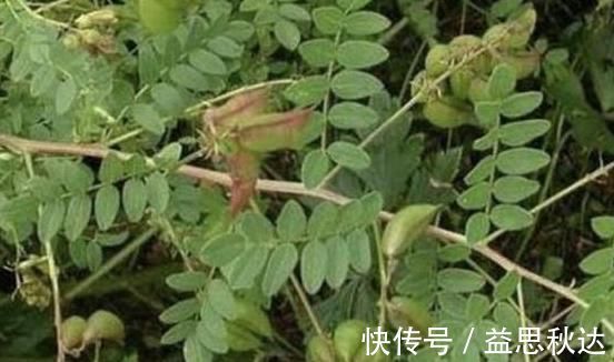 补气|乡下一种珍贵草，人称“黄人参”，地下根茎是宝贝，看到别忽视