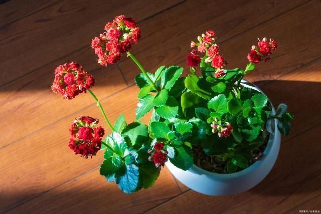 4种花被人们称为“穷命花”,不能住“大房子”,挤挤反而易爆盆