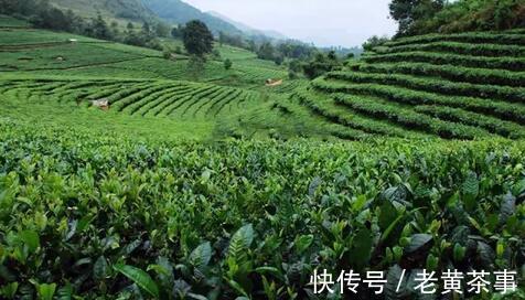 看完这六点,玩转“祁红”、“滇红”不是事!