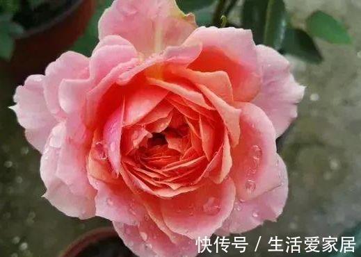 马利筋|从8月31日开始,家养此款花卉,花叶蹭蹭的爆盆,邻居都羡慕