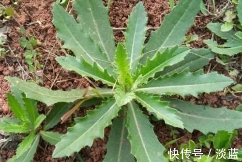 刺儿菜|这“野菜”补钙效果好，能清热解毒，却让人很“讨厌”，你吃过吗