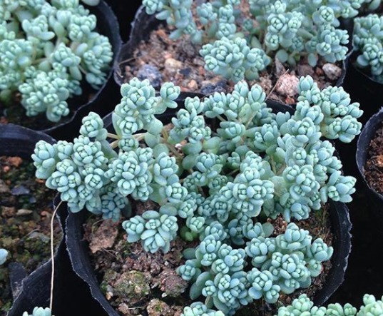 好养活得几款多肉植物,漂亮又好养,简单一样就爆盆