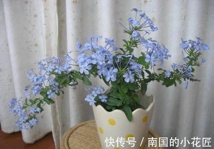 清新|夏天的蓝雪花,多做两步骤,不停开花,开花量大清新美丽
