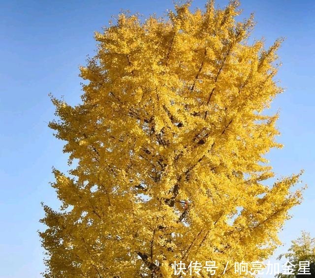 院子里有空地种上这“三种树”,不仅美化环境,寓意美好旺家!