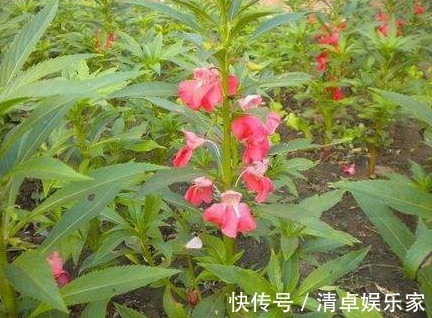 止痛|专家路边的野花,能祛风湿,解毒,活血止痛,远离妇科疾病